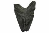 Bargain, Fossil Megalodon Tooth - South Carolina #372381-1